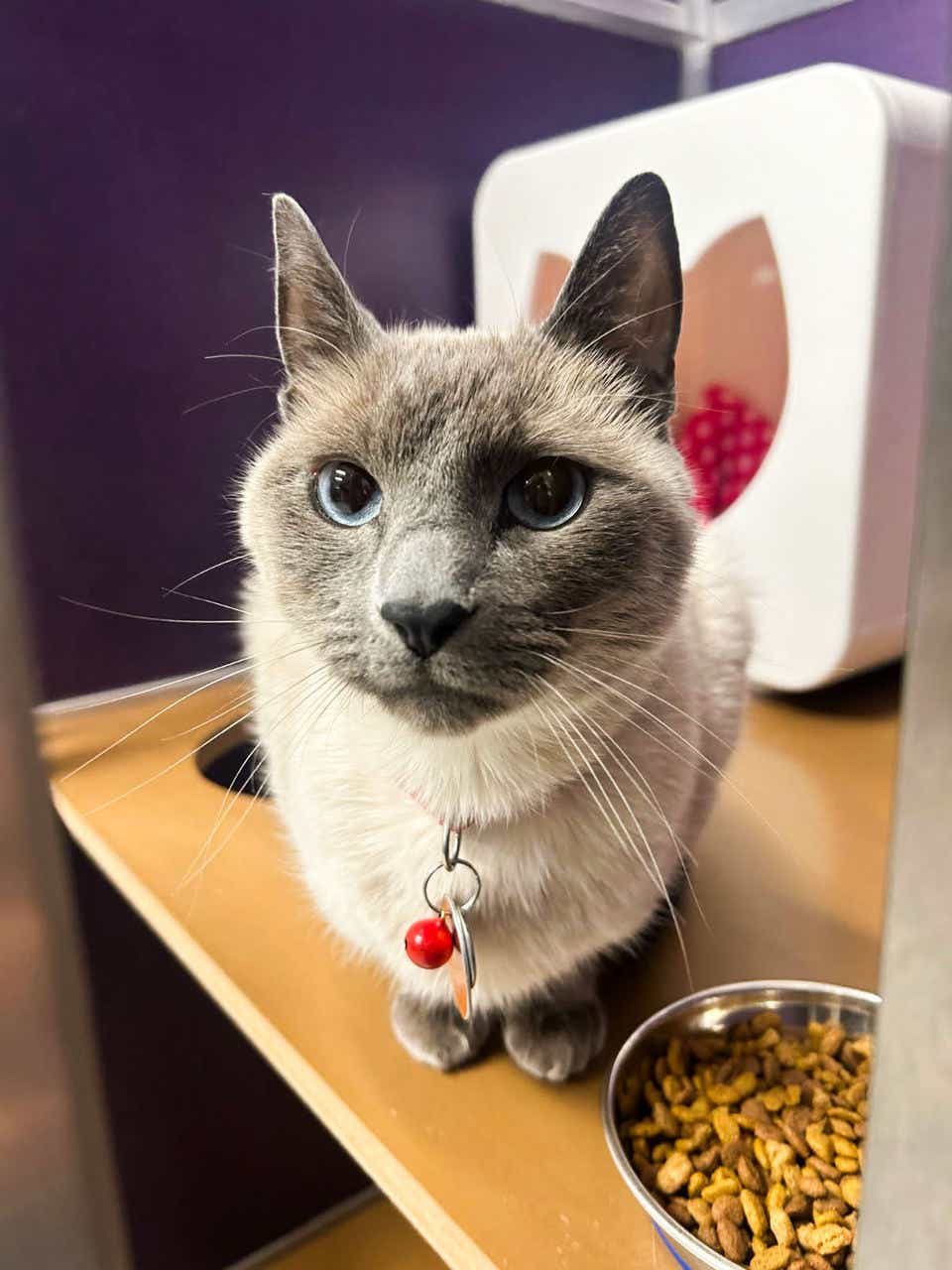 Shorthaired cat looking at the camera